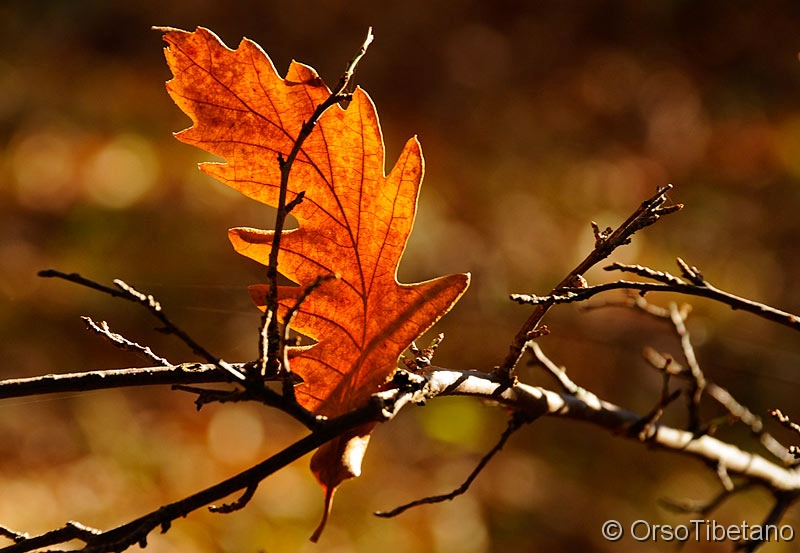 Foglia in Autunno.jpg - DICEMBRE 2011. Autunno, "parte seconda". Dopo  l'esplosione di colori,  la Natura pian piano si scolora ed inizia il suo più o meno lungo riposo invernale... - DECEMBER 2011. Autumn, "part two". After the explosion of colors, Nature gradually fades and begins its more or less long winter rest...